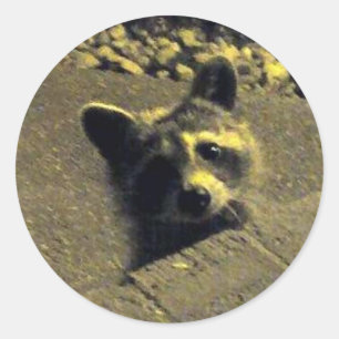 Raccoon ~ Gezicht van een Angel Ronde Sticker