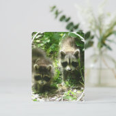 Raccoon Habitat-Briefkaart Briefkaart (Staand voorkant)