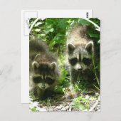 Raccoon Habitat-Briefkaart Briefkaart (Voorkant / Achterkant)