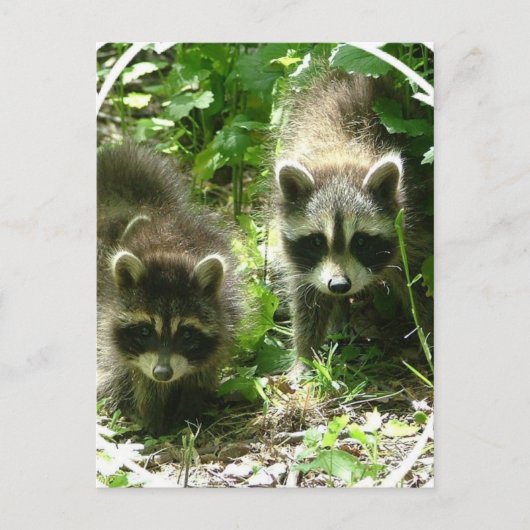 Raccoon Habitat-Briefkaart Briefkaart (Voorkant)