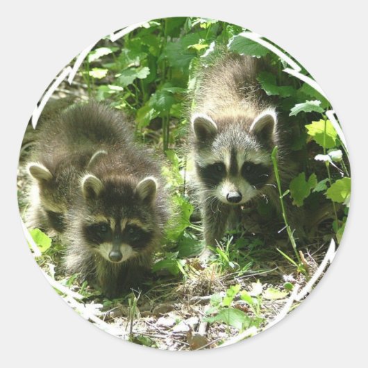 Raccoon Habitat Stickers (Voorkant)