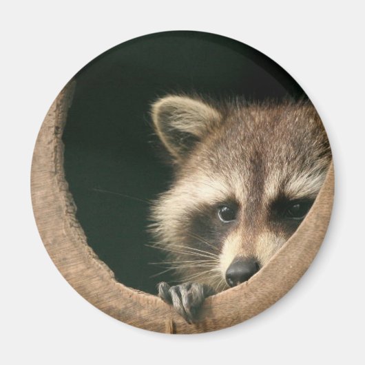 Raccoon huid-en-zoeken magneet (Voorkant)