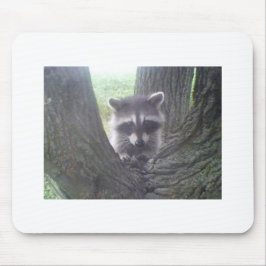 Raccoon in de boom muismat
