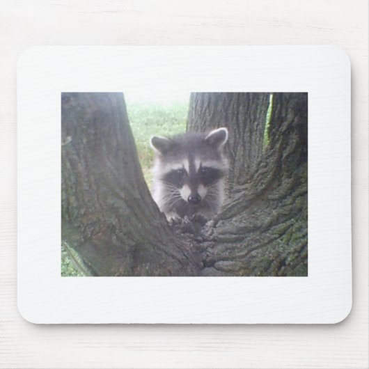 Raccoon in de boom muismat (Voorkant)