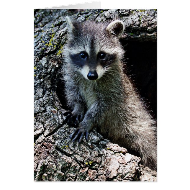 Raccoon in Den Haag (Voorkant)