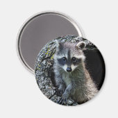 Raccoon in Den Haag Magneet (Voorkant / Achterkant)
