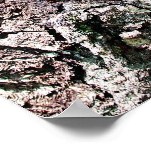 Raccoon in Den Haag Poster (Hoek)