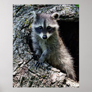 Raccoon in Den Haag Poster