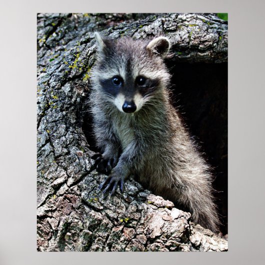 Raccoon in Den Haag Poster (Voorkant)