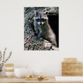 Raccoon in Den Haag Poster (Keuken)