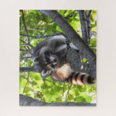 Raccoon in een boom legpuzzel (Verticaal)