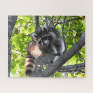 Raccoon in een boom legpuzzel