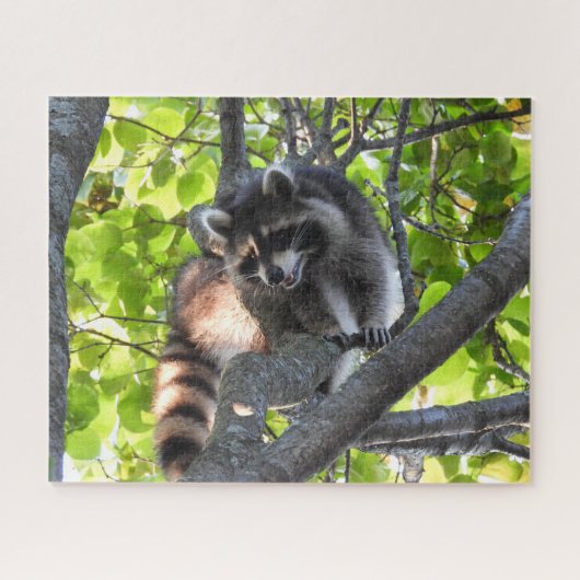 Raccoon in een boom legpuzzel (Horizontaal)