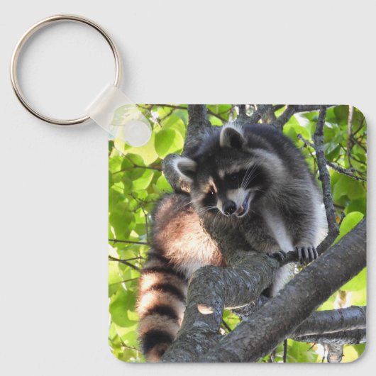 Raccoon in een boom sleutelhanger (Voorkant)