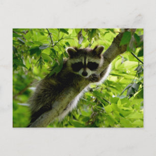 Raccoon in groene boom Cute gray gemaskerde wasbee Briefkaart