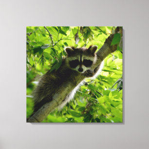 Raccoon in groene boom Cute gray gemaskerde wasbee Canvas Afdruk