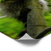 Raccoon in groene boom Cute gray gemaskerde wasbee Poster (Hoek)