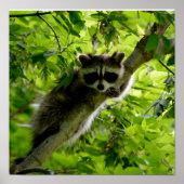 Raccoon in groene boom Cute gray gemaskerde wasbee Poster (Voorkant)