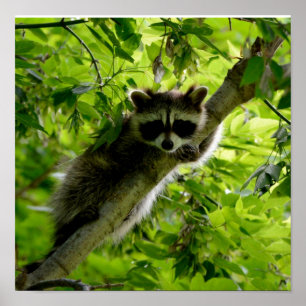 Raccoon in groene boom Cute gray gemaskerde wasbee Poster