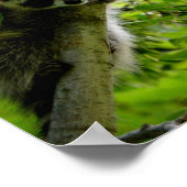Raccoon in groene boom Cute gray gemaskerde wasbee Poster (Hoek)