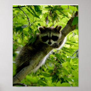 Raccoon in groene boom Cute gray gemaskerde wasbee Poster