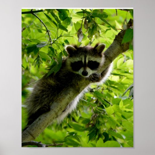 Raccoon in groene boom Cute gray gemaskerde wasbee Poster (Voorkant)
