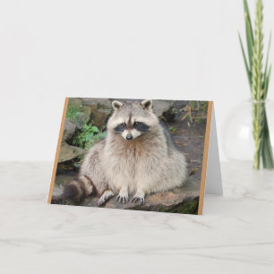 Raccoon Kaart