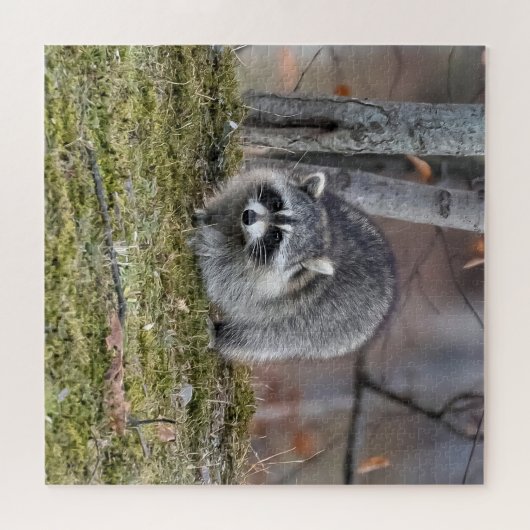 Raccoon Legpuzzel (Horizontaal)