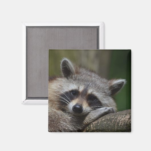 Raccoon Magneet (Voorkant / Achterkant)