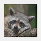 Raccoon Magneet (Voorkant)