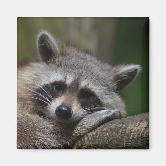 Raccoon Magneet (Voorkant)