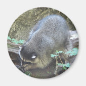 Raccoon Magneet (Voorkant)
