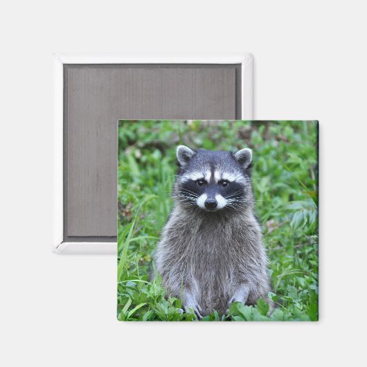 Raccoon Magneet (Voorkant / Achterkant)