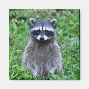 Raccoon Magneet