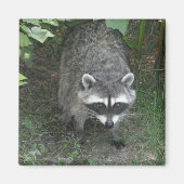 Raccoon Magneet (Voorkant)