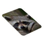 Raccoon Magneet (Rechterzijde)