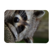 Raccoon Magneet (Horizontaal)
