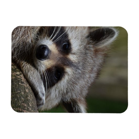 Raccoon Magneet (Horizontaal)
