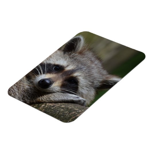 Raccoon Magneet (Linkerzijde)