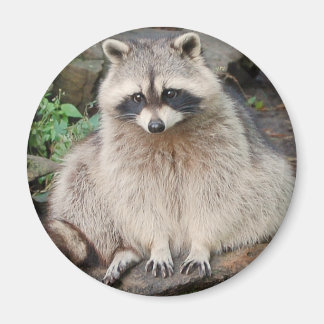 Raccoon Magneet