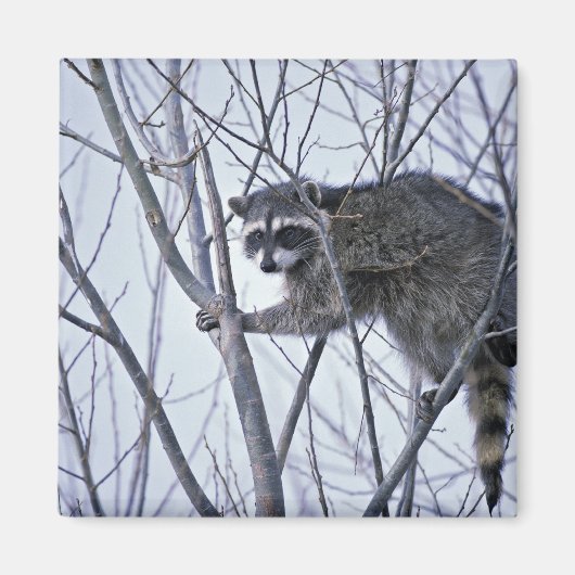 Raccoon Magneet (Voorkant)