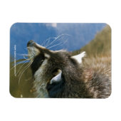 Raccoon Magneet (Horizontaal)