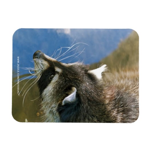 Raccoon Magneet (Horizontaal)
