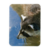 Raccoon Magneet (Verticaal)