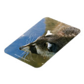 Raccoon Magneet (Linkerzijde)