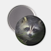 Raccoon Magnet (Voorkant / Achterkant)