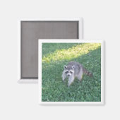 Raccoon Magnet (Voorkant / Achterkant)