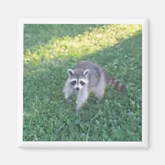 Raccoon Magnet (Voorkant)