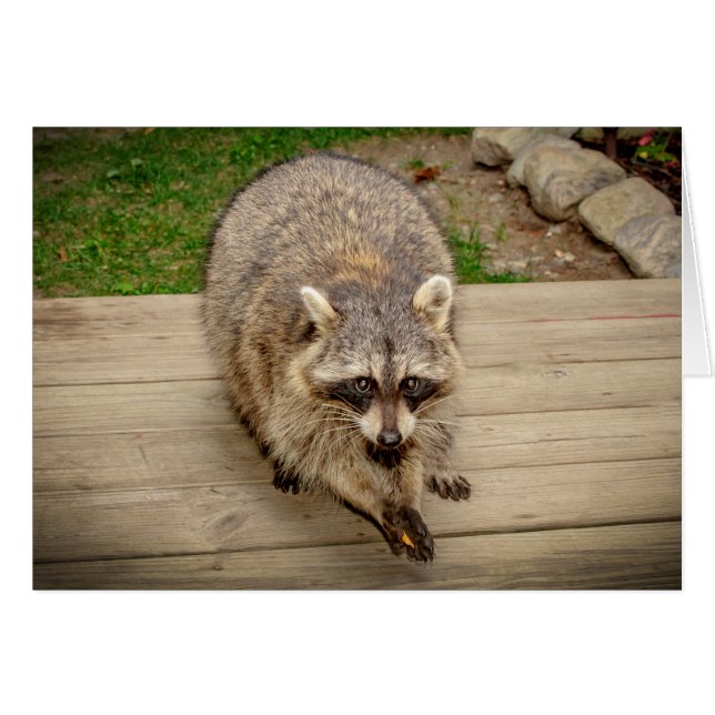 Raccoon met chip (Voorkant Horizontaal)
