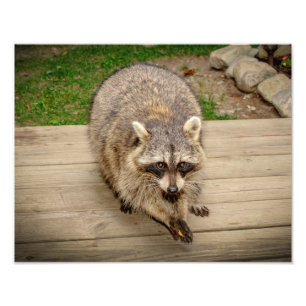 Raccoon met chip foto afdruk